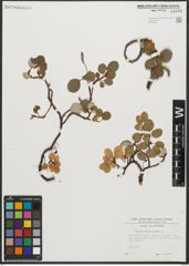 Foto von Salix reticulata L.